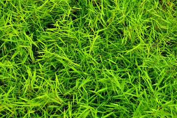 green grass background