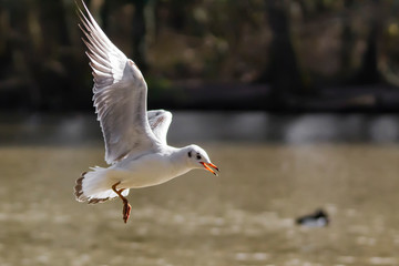 seagull in flight