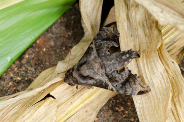 Moth On Dried Corn Leaves