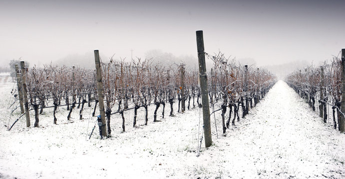 snowy winter landscape of a vineyard