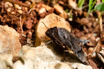 Side Of Head Of Abbott's Aphinx Moth