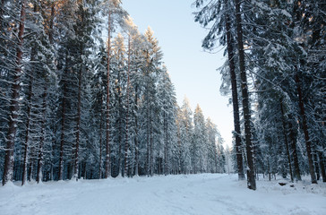 Snowy road in the winter forest among snowy tall fir trees. The sun illuminates the treetops