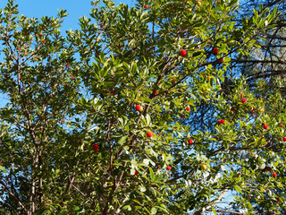 Westliche Erdbeerbaum in Provence (Arbutus unedo) mit großen Früchte, grün, reife orange bis rot genießbar wie Erdbeer-Frucht mit süßes Aroma