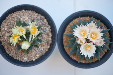 Ariocarpus trigonus cactus and flower in  pot