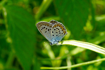 butterfly on flower