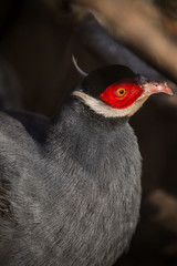 A bird with red feathers on its head. Close-up.