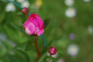 Peony flowers in garden