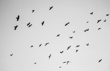 Black and white photo of a flock of birds in the sky. Minimalism.