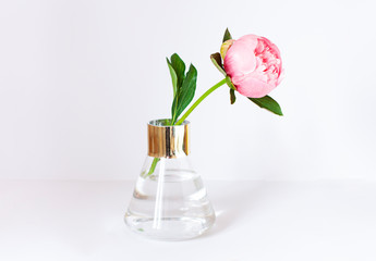 Peony flower  in a vase on the white background close up