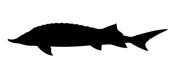 Silhouette of sturgeon fish on white background. Vector illustration.