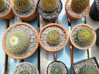 Cactus in the pot, cacti.