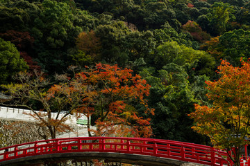 Obraz premium 箕面山瀧安寺瑞雲橋・太鼓橋と紅葉
