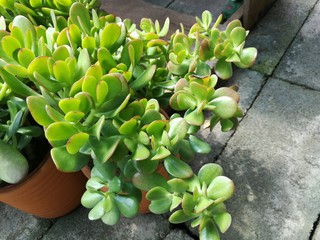 Close-up of Jade plant in pot
