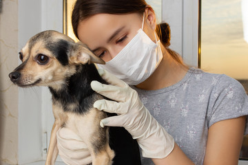 Medicine for animals. The girl a veterinarian examines the toy terrier dog