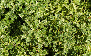Beautiful Osmanthus Heterophyllus 'Goshiki', False Holly, holly osmanthus or holly olive with spiky variegated evergreen foliage. Green landscape, fresh wallpaper, nature background concept