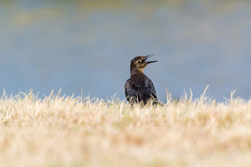 The great-tailed grackle or Mexican grackle ( Quiscalus mexicanus) is a medium-sized, highly social passerine bird native to North and South America