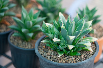 Haworthia sp. cactus in flower pot