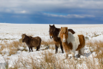 ponies in the snow