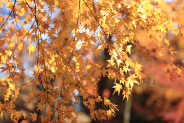 Autumnal landscape of Suizawa maple valley in the Mie Prefecture of Japan