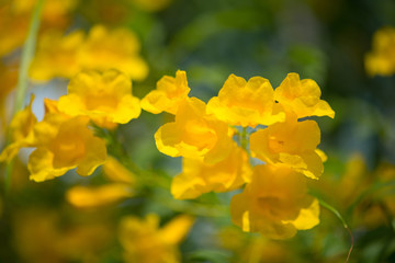 Yellow elder,Trumpetbush, Trumpetflower, Yellow trumpet-flower, Yellow trumpetbush or Tecoma stans