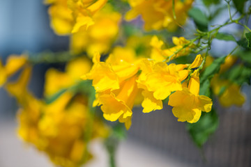 Fototapeta na wymiar Yellow elder,Trumpetbush, Trumpetflower, Yellow trumpet-flower, Yellow trumpetbush or Tecoma stans