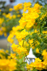 Yellow elder,Trumpetbush, Trumpetflower, Yellow trumpet-flower, Yellow trumpetbush or Tecoma stans