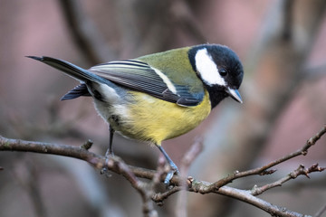 Great tit in the woods