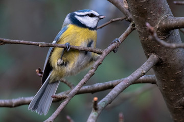 Great tit in the woods