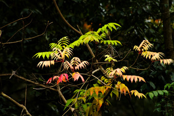 紅葉のグラデーション