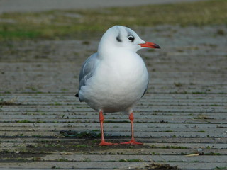 河川敷の遊歩道上のユリカモメ