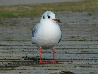 河川敷の遊歩道上のユリカモメ