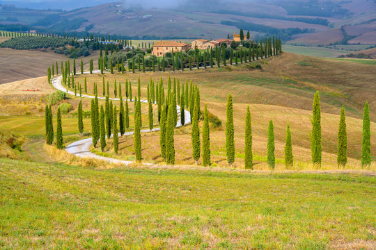 typisch Toskana, Pinienallee vor einem Bauernhof, Crete Senesi, Toskana, Italien