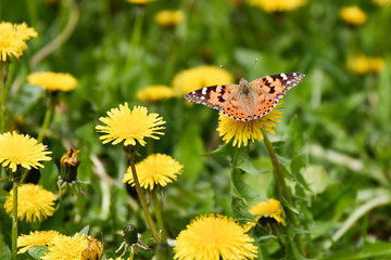 Obraz premium butterfly on flower