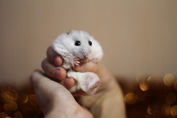 Rodent in the hands of a child on the background of bokeh