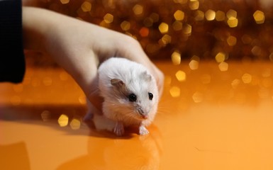 White mouse in the hands of a child