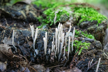 Candlestick fungus (Xylaria hypoxylon) grtowing on a mossy tree stump 