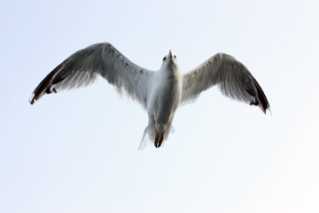 flying seagull isolated on white background