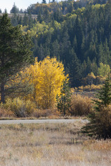 Autumn leaves with yellow and orange