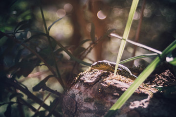 lizard on the stone in grass