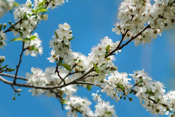 Cherry blossoms against blue sky background. Selective focus