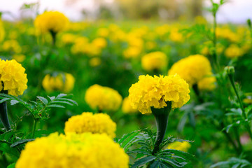 Scenic View Of Marigold Flower Against Sky At Sunset.
