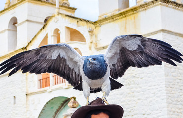 Black-chested buzzard eagle sitting on the man's hat and spreading wings in Peru