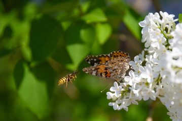 butterfly on flower