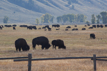 Herd of Buffalo in a field of grass