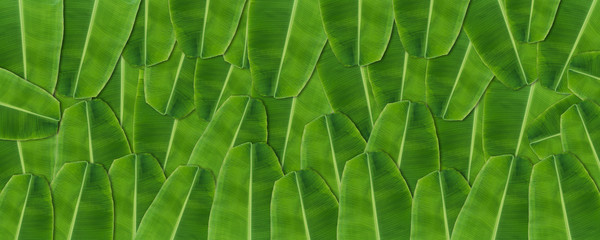 banana leaf background.