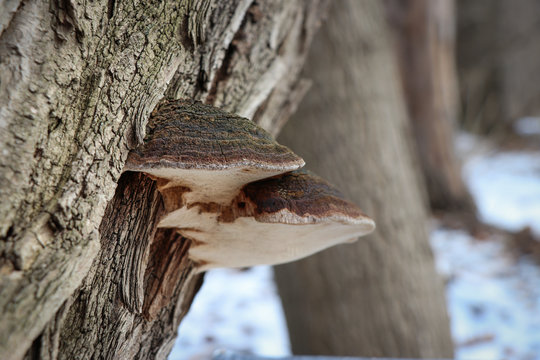 Willow bracket mushrooms (Phellinus igniarius) growing on a tree