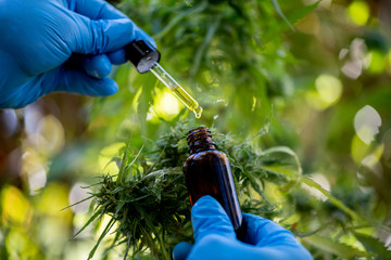 Doctors hold a bottle of medicine dropper, biomedical and ecological hemp medicine, medicinal...