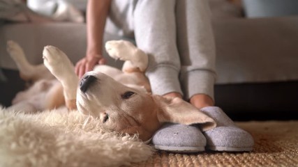4K UHDTV footage of Beagle dog female owner caress stroking her pet lying on the back on natural stroking dog on the floor and enjoying the warm home atmosphere.
