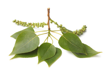Branch of poplar with leaves and female inflorescences