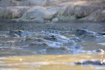 crocodile eyes